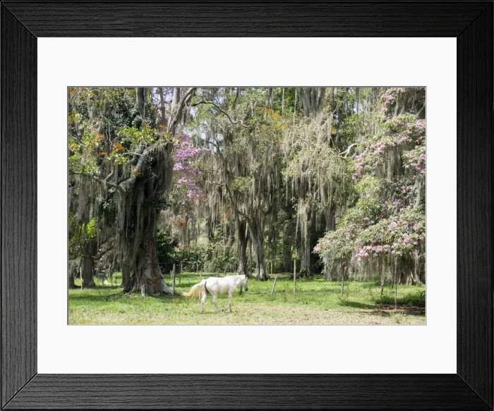 Framed Print : Dreamlike trees growing in the coffee region of Quindio UNESCO World Heritage Site Framed Print : Dreamlike trees growing in the coffee region of Quindio UNESCO World Heritage Site