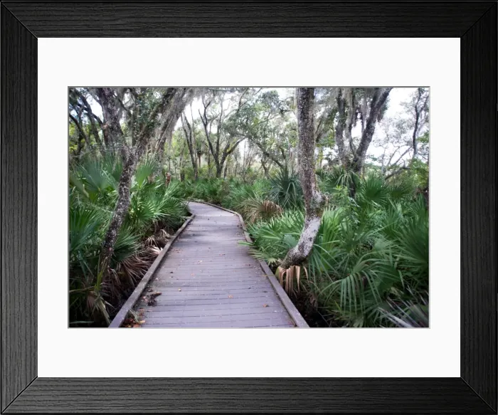 Framed Print : Boardwalk over the swamp, Canaveral National Seashore, near Titusville, Florida