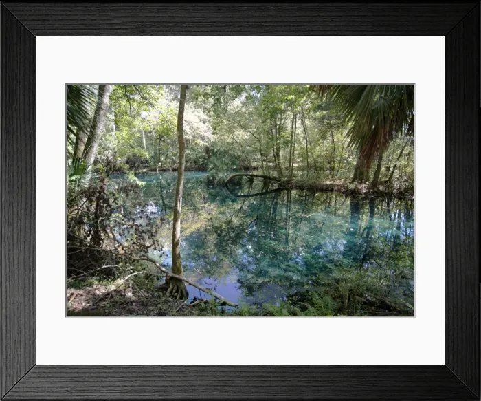 Framed Print : Natural Springs at Silver Springs State Park, where the original Johnny Weismuller Framed Print : Natural Springs at Silver Springs State Park, where the original Johnny Weismuller