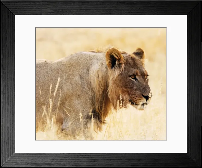 Framed Print : Young lion (Panthera leo), Kgalagadi Transfrontier Park, Kalahari, Northern Cape Framed Print : Young lion (Panthera leo), Kgalagadi Transfrontier Park, Kalahari, Northern Cape