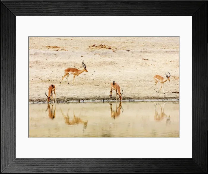 Framed Print : Impala (Aepyceros melampus) at a water hole, Kruger National Park, South Africa, Africa Framed Print : Impala (Aepyceros melampus) at a water hole, Kruger National Park, South Africa, Africa