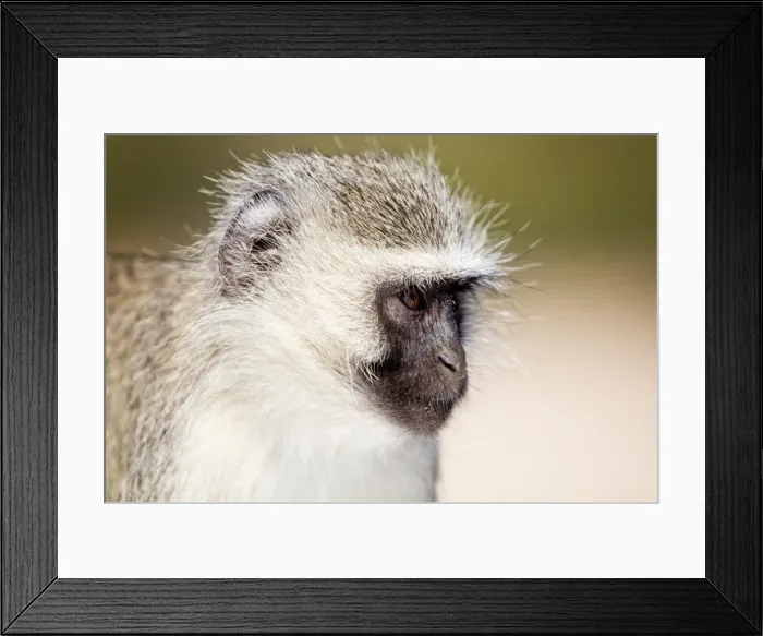 Framed Print : Vervet monkey (Chlorocebus pygerythrus), Kruger National Park, South Africa, Africa