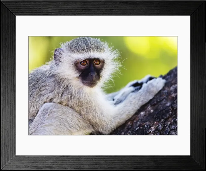 Framed Print : Vervet monkey (Chlorocebus pygerythrus), Augrabies Falls National Park, Northern Cape Framed Print : Vervet monkey (Chlorocebus pygerythrus), Augrabies Falls National Park, Northern Cape