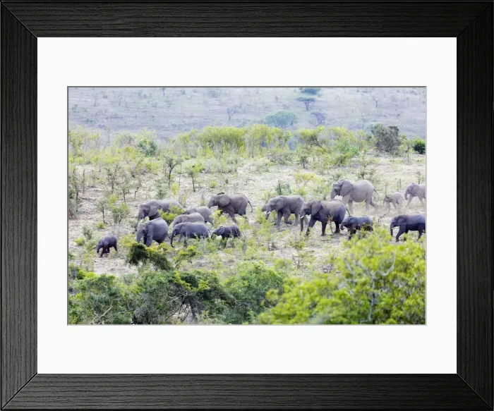 Framed Print : African elephant herd, (oxodonta Africana), Hluhluwe-Imfolozi Park, Kwazulu-Natal
