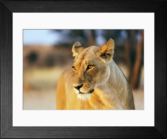 Framed Print : Lioness (Panthera leo), Kgalagadi Transfrontier Park, Kalahari, Northern Cape, South Africa Framed Print : Lioness (Panthera leo), Kgalagadi Transfrontier Park, Kalahari, Northern Cape, South Africa