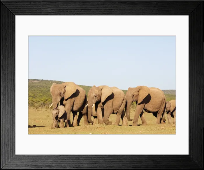 Framed Print : African elephant herd (Loxodonta Africana), Addo Elephant National Park, Eastern Cape Framed Print : African elephant herd (Loxodonta Africana), Addo Elephant National Park, Eastern Cape