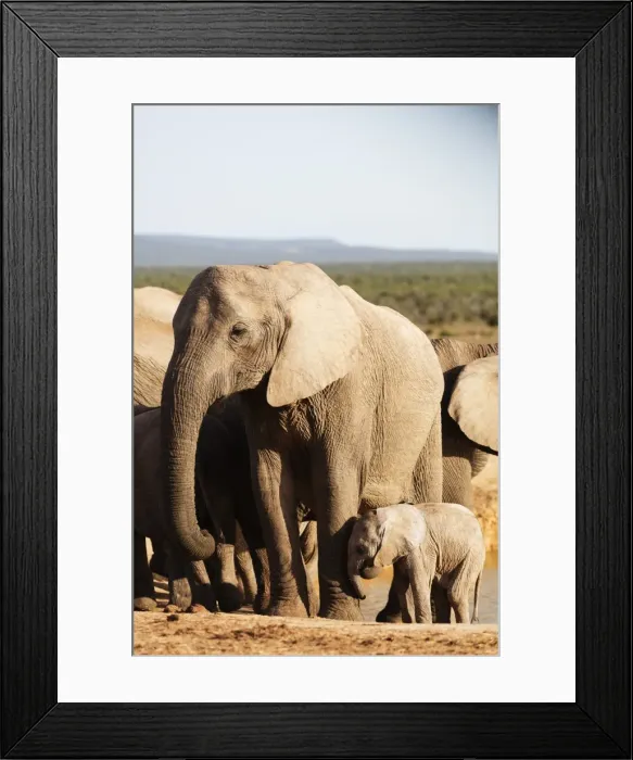 Framed Print : African elephant herd (Loxodonta Africana), Addo Elephant National Park, Eastern Cape Framed Print : African elephant herd (Loxodonta Africana), Addo Elephant National Park, Eastern Cape