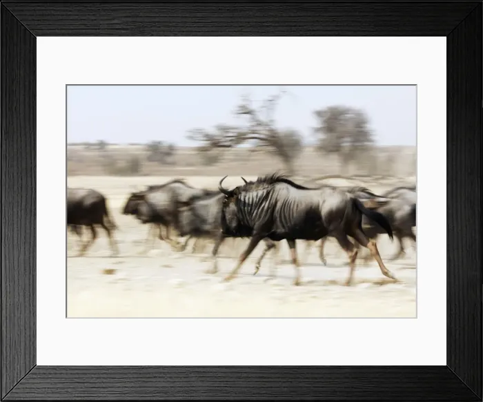 Framed Print : Blue wildebeest (Connochaetes taurinus), Kgalagadi Transfrontier Park, Kalahari, Northern Cape Framed Print : Blue wildebeest (Connochaetes taurinus), Kgalagadi Transfrontier Park, Kalahari, Northern Cape