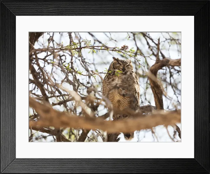 Framed Print : Spotted eagle owl (Bubo africanus), Kgalagadi Transfrontier Park, Kalahari, Northern Cape Framed Print : Spotted eagle owl (Bubo africanus), Kgalagadi Transfrontier Park, Kalahari, Northern Cape