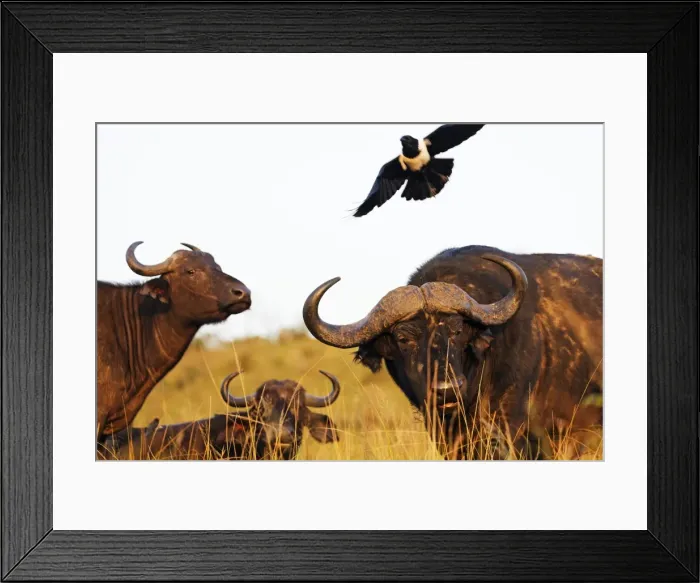 Framed Print : Magpie (Urolestes) and Buffalo (Syncerus caffer), Hluhluwe-Imfolozi Park, Kwazulu-Natal Framed Print : Magpie (Urolestes) and Buffalo (Syncerus caffer), Hluhluwe-Imfolozi Park, Kwazulu-Natal