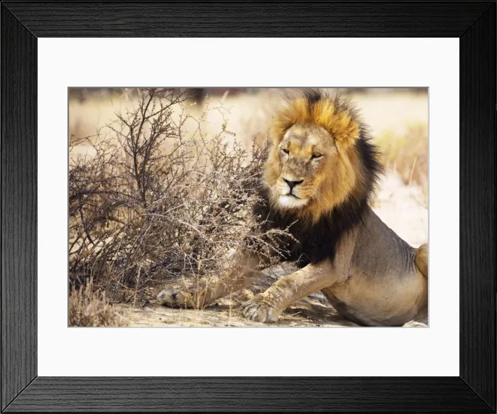 Framed Print : Resting lion (Panthera leo), Kgalagadi Transfrontier Park, Kalahari, Northern Cape Framed Print : Resting lion (Panthera leo), Kgalagadi Transfrontier Park, Kalahari, Northern Cape