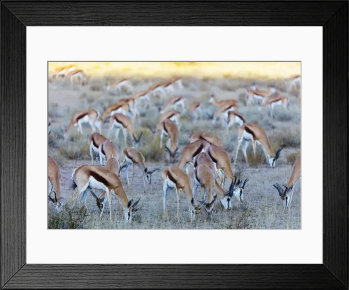 Framed Print : Springbok (Antidorcas marsupialis), Kgalagadi Transfrontier Park, Kalahari, Northern Cape Framed Print : Springbok (Antidorcas marsupialis), Kgalagadi Transfrontier Park, Kalahari, Northern Cape