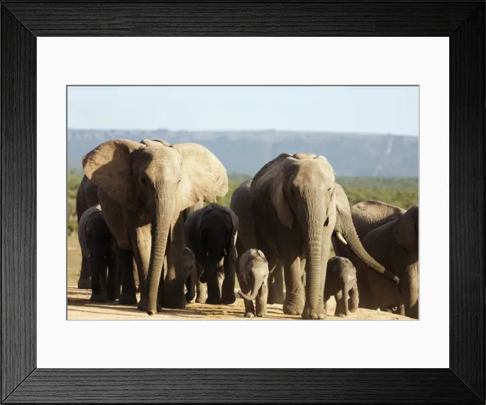 Framed Print : African elephant herd (Loxodonta Africana), Addo Elephant National Park, Eastern Cape Framed Print : African elephant herd (Loxodonta Africana), Addo Elephant National Park, Eastern Cape