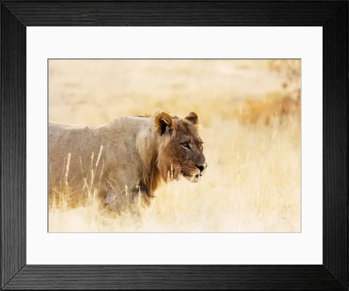 Framed Print : Young lion (Panthera leo), Kgalagadi Transfrontier Park, Kalahari, Northern Cape Framed Print : Young lion (Panthera leo), Kgalagadi Transfrontier Park, Kalahari, Northern Cape