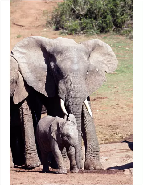 African elephant (Loxodonta Africana), Addo Elephant National Park, Eastern Cape