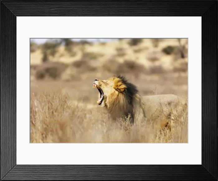 Framed Print : Roaring lion (Panthera leo), Kgalagadi Transfrontier Park, Kalahari, Northern Cape Framed Print : Roaring lion (Panthera leo), Kgalagadi Transfrontier Park, Kalahari, Northern Cape