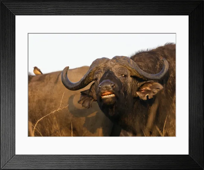 Framed Print : Buffalo (Syncerus caffer), Hluhluwe-Imfolozi Park, Kwazulu-Natal, South Africa, Africa Framed Print : Buffalo (Syncerus caffer), Hluhluwe-Imfolozi Park, Kwazulu-Natal, South Africa, Africa
