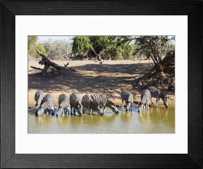 Framed Print : Plains zebra (Equus quagga), Mkhuze Game Reserve, Kwazulu-Natal, South Africa, Africa Framed Print : Plains zebra (Equus quagga), Mkhuze Game Reserve, Kwazulu-Natal, South Africa, Africa