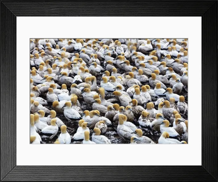 Framed Print : Cape gannet (Morus capensis), Lamberts Bay gannet colony, Western Cape, South Africa Framed Print : Cape gannet (Morus capensis), Lamberts Bay gannet colony, Western Cape, South Africa