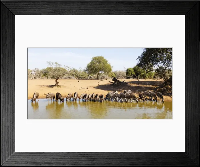 Framed Print : Blue wildebeest (Connochaetes taurinu) and Plains zebra (Equus quagga), Mkhuze Game Reserve Framed Print : Blue wildebeest (Connochaetes taurinu) and Plains zebra (Equus quagga), Mkhuze Game Reserve