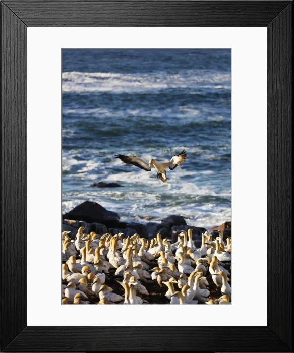 Framed Print : Cape gannet (Morus capensis), Lamberts Bay gannet colony, Western Cape, South Africa Framed Print : Cape gannet (Morus capensis), Lamberts Bay gannet colony, Western Cape, South Africa
