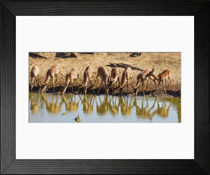 Framed Print : Impala (Aepyceros melampus), Mkhuze Game Reserve, Kwazulu-Natal, South Africa, Africa Framed Print : Impala (Aepyceros melampus), Mkhuze Game Reserve, Kwazulu-Natal, South Africa, Africa