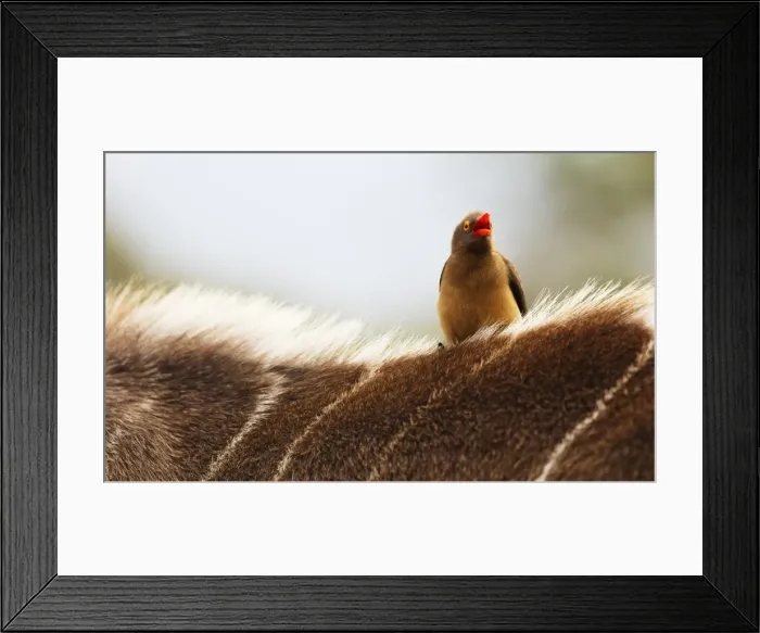 Framed Print : Nyala antelope (Tragelaphus angasii) with oxpecker (Buphagus) on its back, Kruger National Park Framed Print : Nyala antelope (Tragelaphus angasii) with oxpecker (Buphagus) on its back, Kruger National Park
