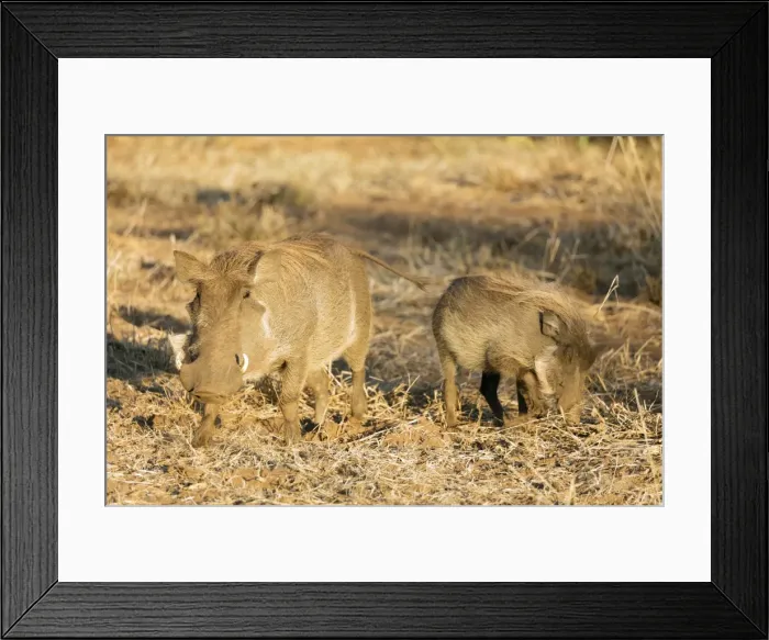 Framed Print : Common warthog (Phacochoerus africanus), Kruger National Park, South Africa, Africa Framed Print : Common warthog (Phacochoerus africanus), Kruger National Park, South Africa, Africa
