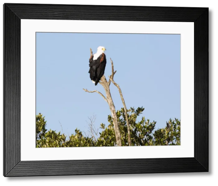 Framed Print : African sea eagle (Haliaeetus vocifer), Isimangaliso Greater St. Lucia Wetland Park
