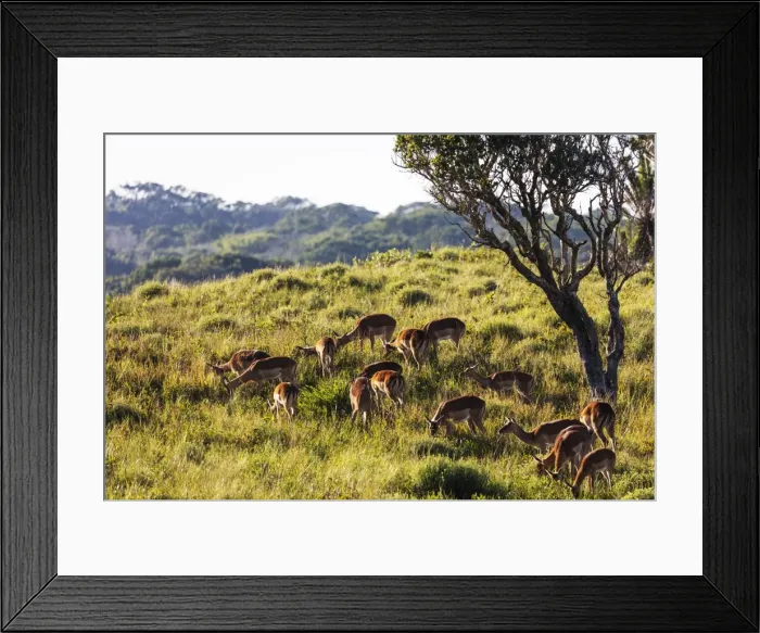 Framed Print : Impala (Aepyceros melampus), Isimangaliso Greater St Framed Print : Impala (Aepyceros melampus), Isimangaliso Greater St