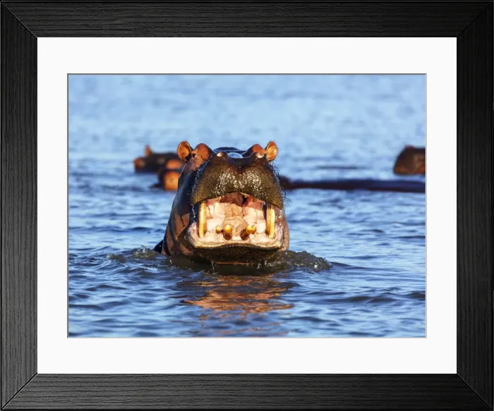 Framed Print : Yawning hippo (Hippopotamus amphibius), Isimangaliso Greater St. Lucia Wetland Park Framed Print : Yawning hippo (Hippopotamus amphibius), Isimangaliso Greater St. Lucia Wetland Park