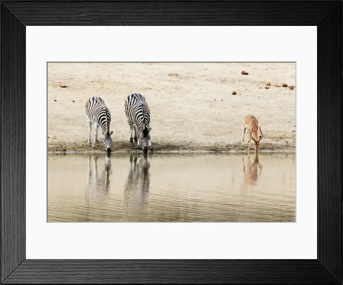 Framed Print : Burchells Plains zebra (Equus quagga) drinking, Kruger National Park, South Africa Framed Print : Burchells Plains zebra (Equus quagga) drinking, Kruger National Park, South Africa