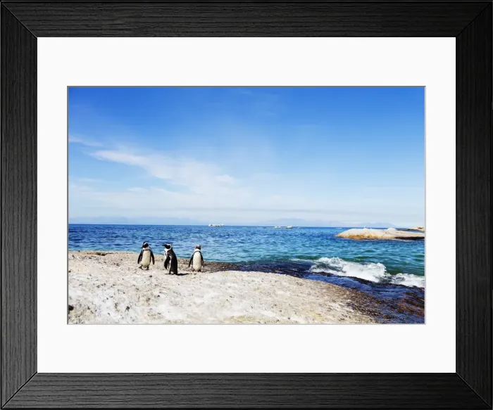 Framed Print : Penguins (Spheniscus demersus), Boulders Beach, Cape Town, Western Cape, South Africa Framed Print : Penguins (Spheniscus demersus), Boulders Beach, Cape Town, Western Cape, South Africa