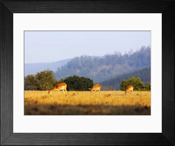 Framed Print : Female impala (Aepyceros melampus), Mlilwane Wildlife Sanctuary, Swaziland, Africa Framed Print : Female impala (Aepyceros melampus), Mlilwane Wildlife Sanctuary, Swaziland, Africa