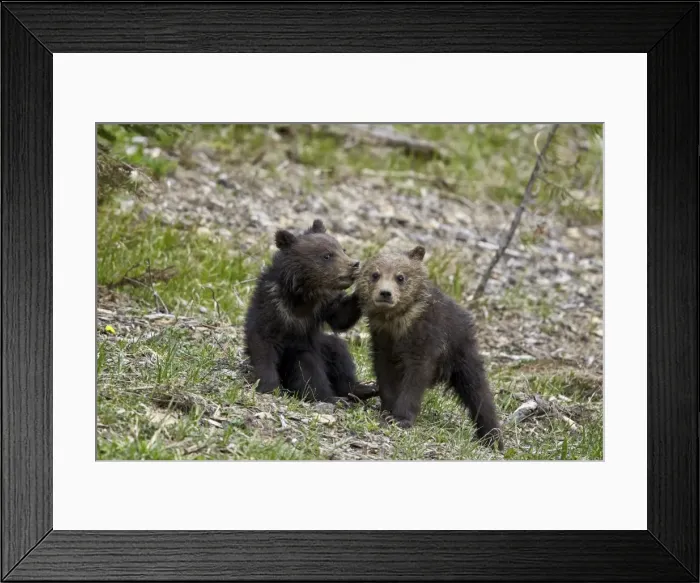 Framed Print : Two Grizzly Bear (Ursus arctos horribilis) cubs of the year or spring cubs playing Framed Print : Two Grizzly Bear (Ursus arctos horribilis) cubs of the year or spring cubs playing