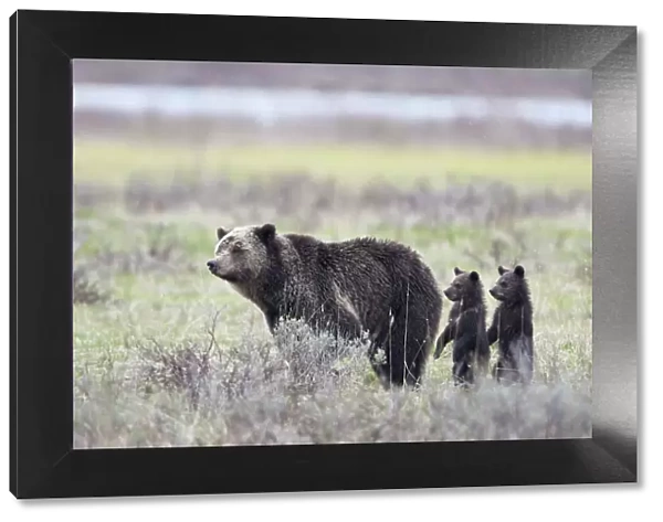 Grizzly Bear (Ursus arctos horribilis) sow and two cubs of the year or spring cubs standing