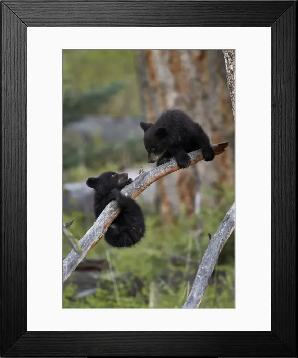 Framed Print : Two Black Bear (Ursus americanus) cubs of the year or spring cubs playing, Yellowstone Framed Print : Two Black Bear (Ursus americanus) cubs of the year or spring cubs playing, Yellowstone