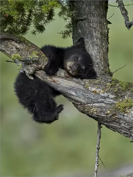 Black Bear (Ursus americanus) cub of the year or spring cub, Yellowstone National Park