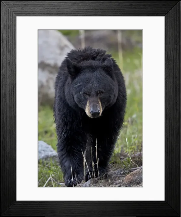 Framed Print : Black Bear (Ursus americanus), Yellowstone National Park, Wyoming, United States of America Framed Print : Black Bear (Ursus americanus), Yellowstone National Park, Wyoming, United States of America
