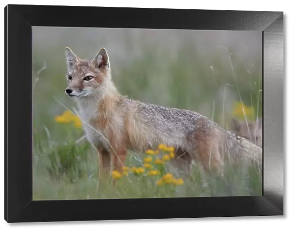 Swift Fox (Vulpes velox) vixen, Pawnee National Grassland, Colorado, United States of America