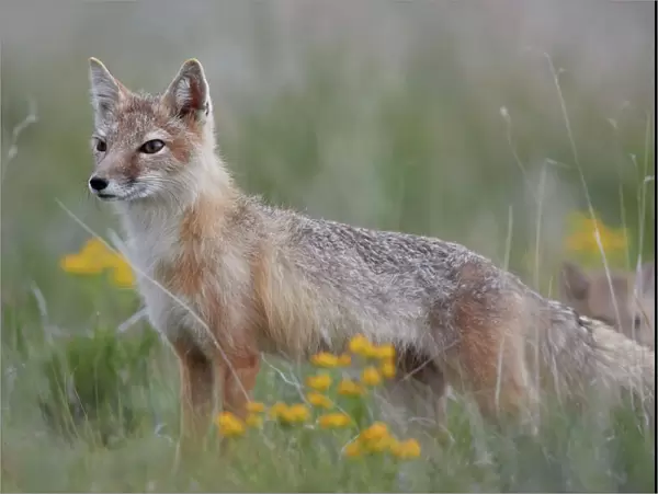 Swift Fox (Vulpes velox) vixen, Pawnee National Grassland, Colorado, United States of America