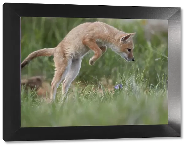 Swift Fox (Vulpes velox) kit pouncing, Pawnee National Grassland, Colorado, United