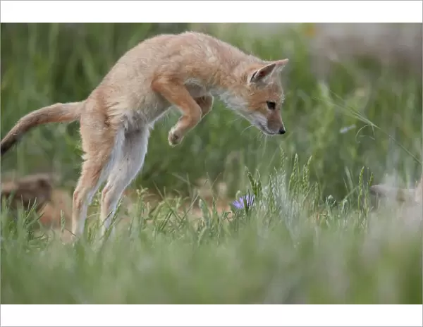 Swift Fox (Vulpes velox) kit pouncing, Pawnee National Grassland, Colorado, United