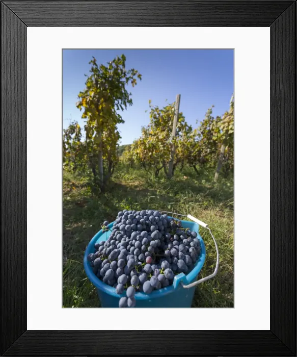 Framed Print : Grape crop harvest and vineyard, Lumbarda, Korcula, Dubrovnik-Neretva County, Dalmatia Framed Print : Grape crop harvest and vineyard, Lumbarda, Korcula, Dubrovnik-Neretva County, Dalmatia