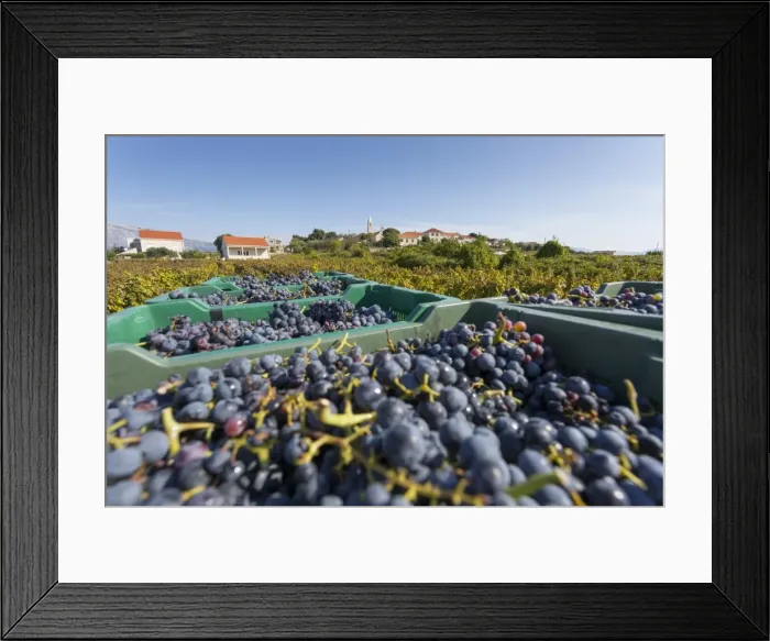 Framed Print : Grape crop harvest and vineyard, Lumbarda, Korcula, Dubrovnik-Neretva County, Dalmatia Framed Print : Grape crop harvest and vineyard, Lumbarda, Korcula, Dubrovnik-Neretva County, Dalmatia