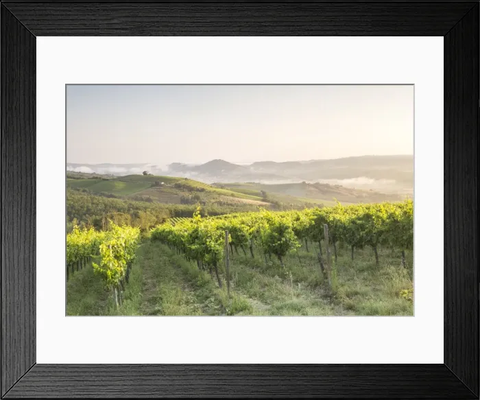 Framed Print : Vineyards near to Orveito, Umbria, Italy, Europe Framed Print : Vineyards near to Orveito, Umbria, Italy, Europe