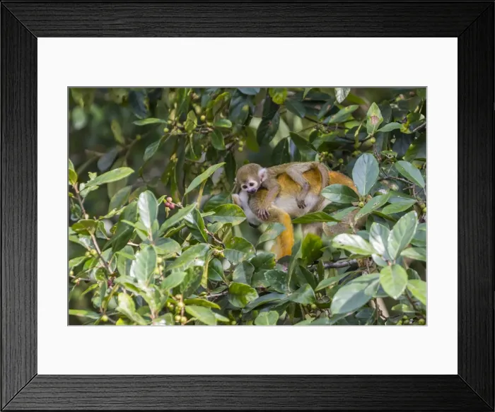 Framed Print : Mother common squirrel monkey (Saimiri sciureus) with infant in the trees on the Nauta Cao Framed Print : Mother common squirrel monkey (Saimiri sciureus) with infant in the trees on the Nauta Cao