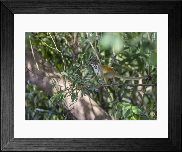 Framed Print : Adult common squirrel monkey (Saimiri sciureus), in the Pacaya-Samiria Nature Reserve Framed Print : Adult common squirrel monkey (Saimiri sciureus), in the Pacaya-Samiria Nature Reserve