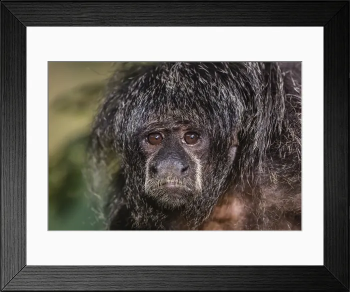 Framed Print : Captive adult Monk saki (Pithecia monachus), San Francisco Village, Loreto, Peru