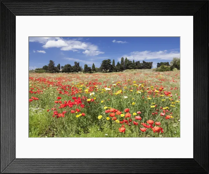 Framed Print : Meadow with wildflowers, near Otranto, Lecce province, Salentine Peninsula, Puglia Framed Print : Meadow with wildflowers, near Otranto, Lecce province, Salentine Peninsula, Puglia
